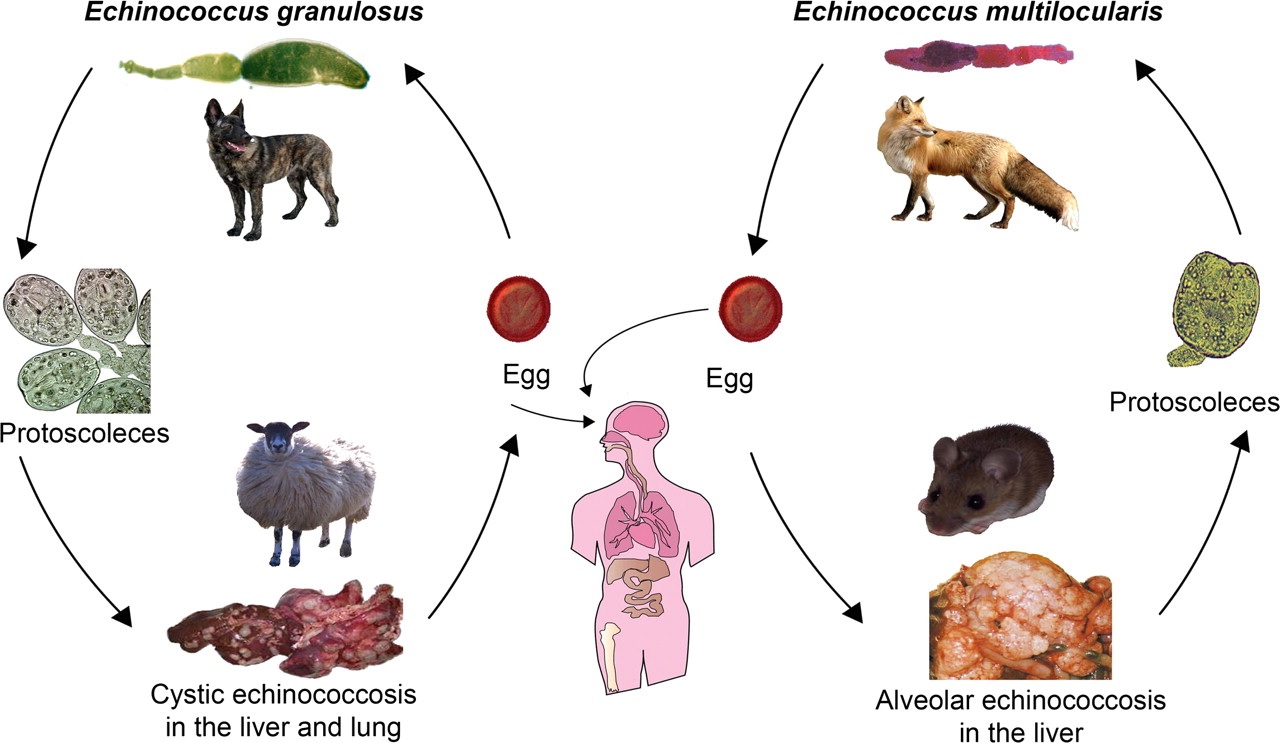 Чем опасен эхинококк для человека. Echinococcus granulosus Life Cycle. Жизненный цикл эхинококка гранулосус. Эхинококкоз мультилокулярис.